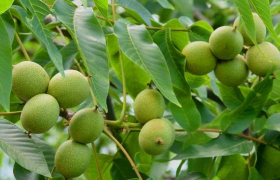 خرید نهال یارانه ای لیبل دار گردو ، بادام و میوه فقط 35 تومان ! برای باغداران سراسر کشور! 1 55a087de 409f 46bf 92c7 d26f964b877c